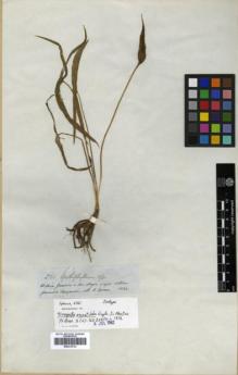 Type specimen at Edinburgh (E). Spruce, Richard: 3671. Barcode: E00319733.
