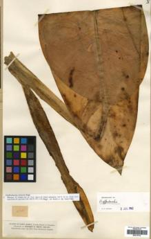 Type specimen at Edinburgh (E). Smith, Herbert: 2764. Barcode: E00319734.