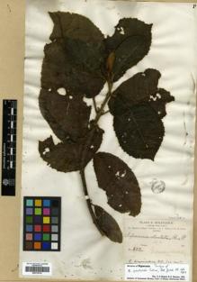 Type specimen at Edinburgh (E). Bang, Miguel: 352. Barcode: E00319738.