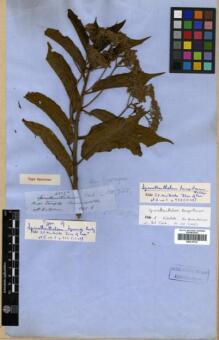 Type specimen at Edinburgh (E). Spruce, Richard: 4224A. Barcode: E00319739.