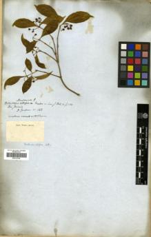 Type specimen at Edinburgh (E). Gardner, George: 162. Barcode: E00319740.