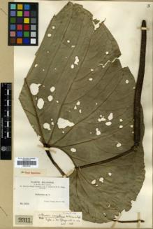 Type specimen at Edinburgh (E). Bang, Miguel: 2311. Barcode: E00319744.
