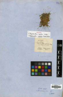 Type specimen at Edinburgh (E). Gardner, George: 5272. Barcode: E00319748.