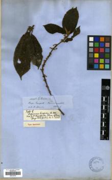 Type specimen at Edinburgh (E). Spruce, Richard: 4243. Barcode: E00319755.