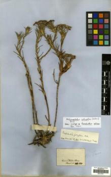 Type specimen at Edinburgh (E). Martius, Carl: 880. Barcode: E00319757.