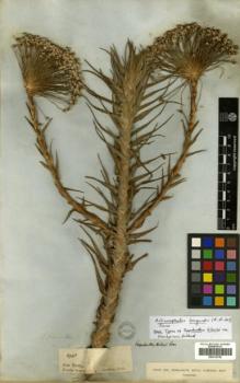 Type specimen at Edinburgh (E). Gardner, George: 2968. Barcode: E00319758.