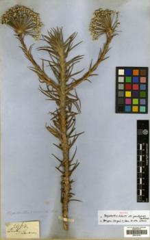 Type specimen at Edinburgh (E). Gardner, George: 2968. Barcode: E00319759.