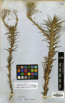 Type specimen at Edinburgh (E). Gardner, George: 2968. Barcode: E00319760.