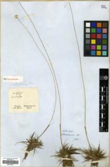 Type specimen at Edinburgh (E). Gardner, George: 2957. Barcode: E00319768.