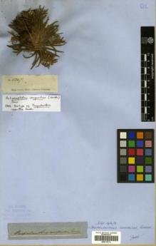 Type specimen at Edinburgh (E). Gardner, George: 5247. Barcode: E00319774.