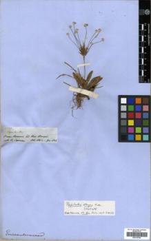 Type specimen at Edinburgh (E). Spruce, Richard: 2578. Barcode: E00319780.