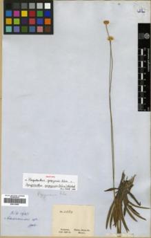 Type specimen at Edinburgh (E). Gardner, George: 4384. Barcode: E00319805.