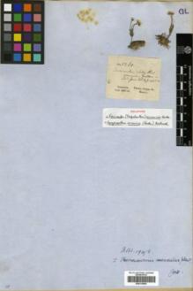 Type specimen at Edinburgh (E). Gardner, George: 5261. Barcode: E00319806.