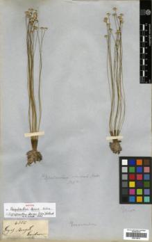 Type specimen at Edinburgh (E). Gardner, George: 4385. Barcode: E00319814.