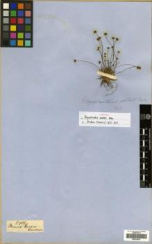Type specimen at Edinburgh (E). Gardner, George: 5901. Barcode: E00319818.