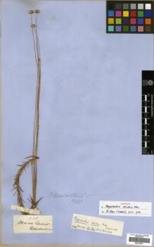 Type specimen at Edinburgh (E). Gardner, George: 5258. Barcode: E00319821.