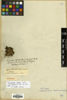 Type specimen at Edinburgh (E). Hartweg, Karl: 1445. Barcode: E00319822.