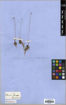 Type specimen at Edinburgh (E). Gardner, George: 5275. Barcode: E00319830.