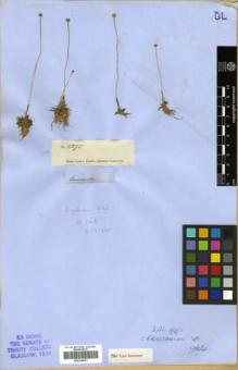 Type specimen at Edinburgh (E). Gardner, George: 5275. Barcode: E00319831.