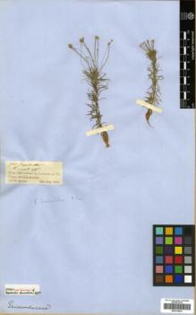 Type specimen at Edinburgh (E). Spruce, Richard: . Barcode: E00319839.