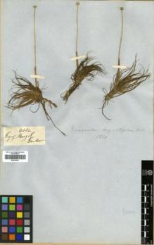 Type specimen at Edinburgh (E). Gardner, George: 4382. Barcode: E00319841.