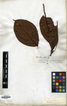 Type specimen at Edinburgh (E). Spruce, Richard: 3185. Barcode: E00319855.