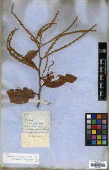 Type specimen at Edinburgh (E). Blanchet, Jacques: 2736. Barcode: E00319856.