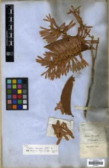 Type specimen at Edinburgh (E). Blanchet, Jacques: 2917. Barcode: E00319857.