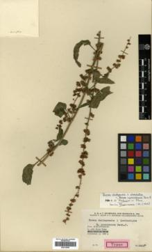 Type specimen at Edinburgh (E). Rechinger, Karl; Rechinger, Frida: 5622A. Barcode: E00319865.