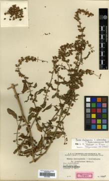 Type specimen at Edinburgh (E). Rechinger, Karl; Rechinger, Frida: 5622A. Barcode: E00319866.