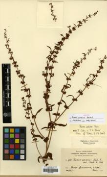 Type specimen at Edinburgh (E). Haradjian, Manoog: 761. Barcode: E00319869.