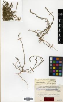 Type specimen at Edinburgh (E). Rechinger, Karl; Rechinger, Frida: 3159. Barcode: E00319878.