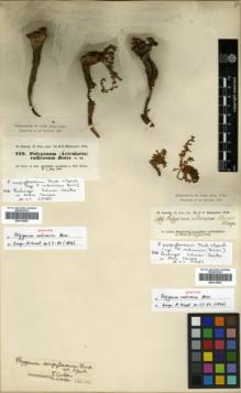 Type specimen at Edinburgh (E). Kotschy, Carl (Karl): 779. Barcode: E00319882.