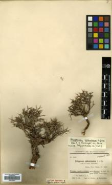 Type specimen at Edinburgh (E). Bornmüller, Joseph: 5083. Barcode: E00319884.