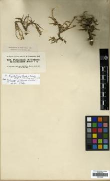 Type specimen at Edinburgh (E). Kotschy, Carl (Karl): 719. Barcode: E00319885.
