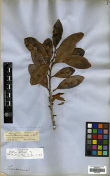 Type specimen at Edinburgh (E). Spruce, Richard: 2155. Barcode: E00319886.