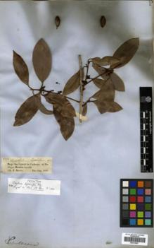 Type specimen at Edinburgh (E). Spruce, Richard: 2392. Barcode: E00319887.