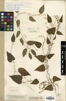 Type specimen at Edinburgh (E). Smith, Herbert: 2302. Barcode: E00319889.