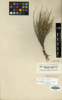 Type specimen at Edinburgh (E). Kotschy, Carl (Karl): 242. Barcode: E00319894.