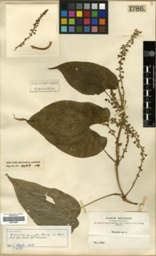Type specimen at Edinburgh (E). Bang, Miguel: 1786. Barcode: E00319897.
