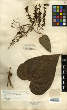 Type specimen at Edinburgh (E). Triana, Jose: 502. Barcode: E00319903.