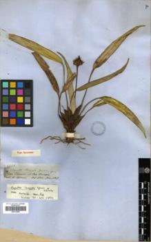 Type specimen at Edinburgh (E). Spruce, Richard: 2646. Barcode: E00319908.
