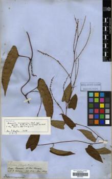 Type specimen at Edinburgh (E). Spruce, Richard: 2849. Barcode: E00319910.