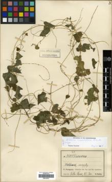 Type specimen at Edinburgh (E). Fiebrig, Karl: 5323. Barcode: E00319912.