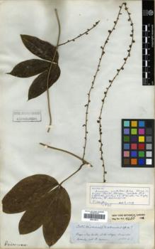 Type specimen at Edinburgh (E). Spruce, Richard: 3083. Barcode: E00319913.