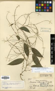 Type specimen at Edinburgh (E). Dusén, Per: 7015. Barcode: E00319915.