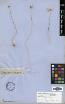 Type specimen at Edinburgh (E). Spruce, Richard: 2829. Barcode: E00319919.