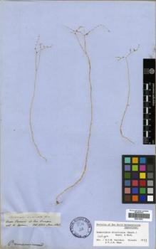 Type specimen at Edinburgh (E). Spruce, Richard: 2815. Barcode: E00319920.