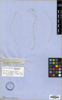 Type specimen at Edinburgh (E). Spruce, Richard: 2846. Barcode: E00319921.