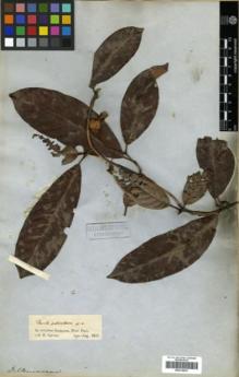 Type specimen at Edinburgh (E). Spruce, Richard: . Barcode: E00319923.